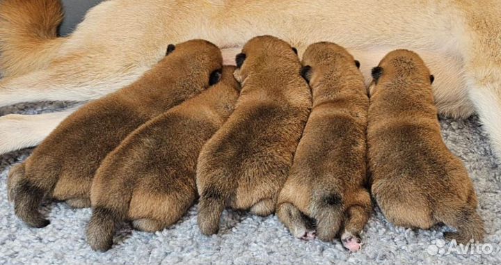 Щенки Сиба-ину