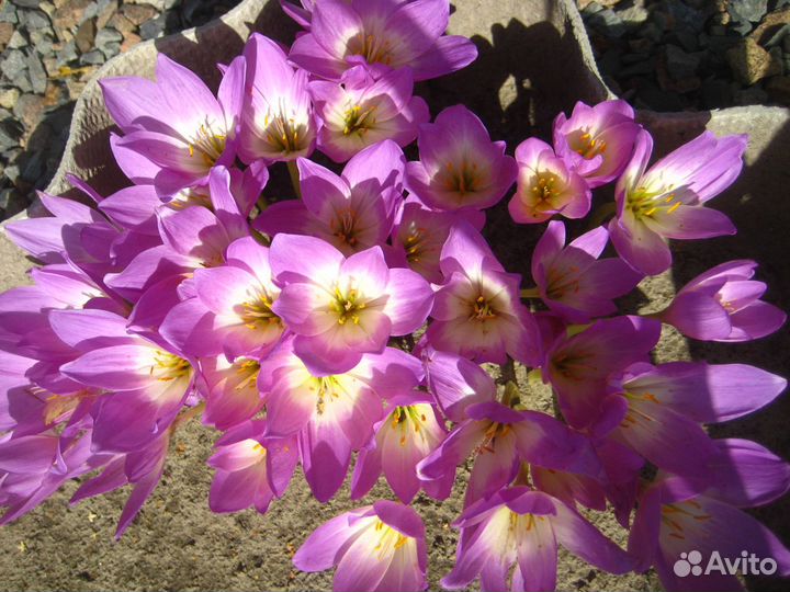 Садовые многолетники