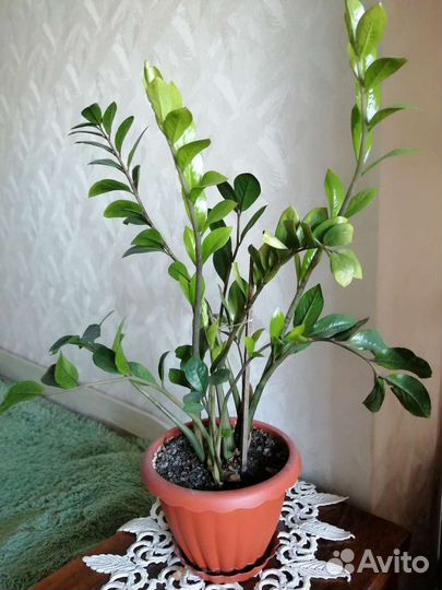 Комнатные цветы