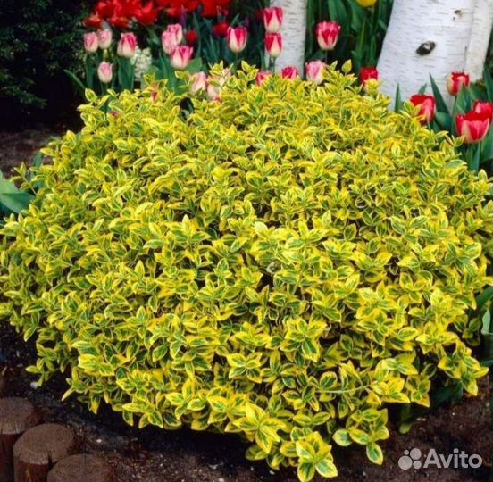 Бересклет форчуна Emerald Gold (Эмералд Голд)