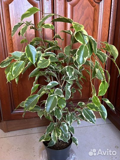 Фикус бенджамина Саманта