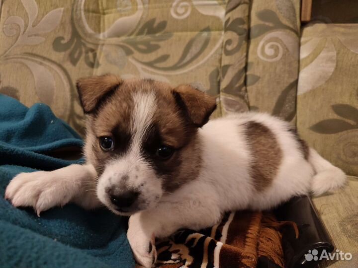 Дворянского рода