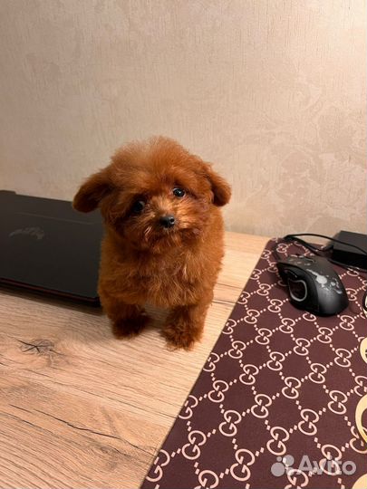 Тикап пудель