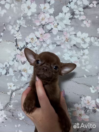 Мальчик и девочка чихуахуа