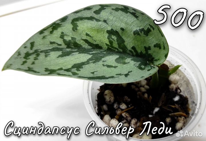 Сциндапсусы и Эпипремнумы