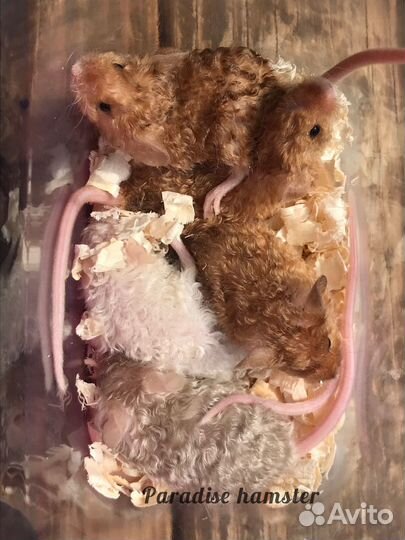 Мышки кучерявые и сатиновые декоративные