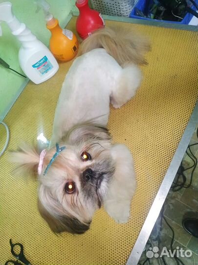 Стрижка животных профессионально