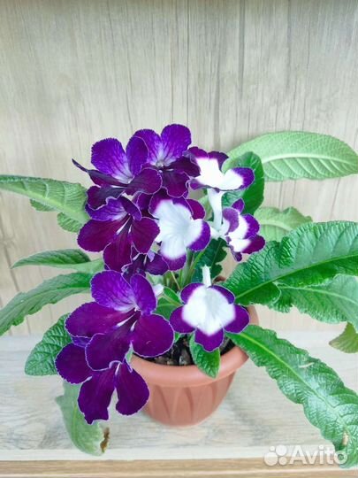 Красиво цветущие растения