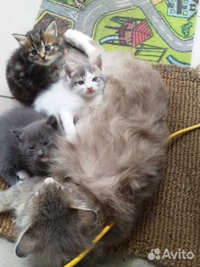 Котята в добрые ручки