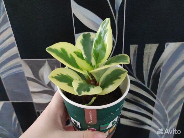 Пеперомия для Надежды