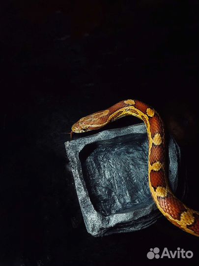 Кормушки/укрытия для рептилий