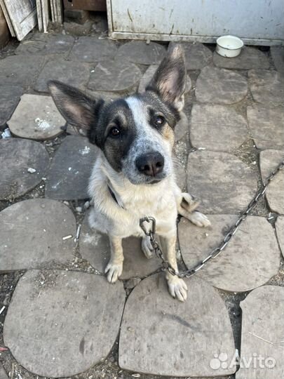 Выгул собак, передержка грызунов