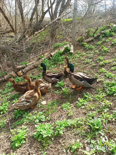 Руанские Утки, утята, яйцо