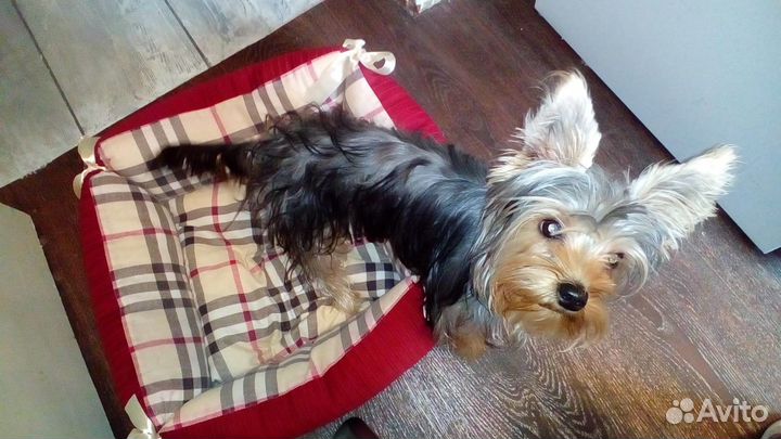 Передержка собак, кошек,грызунов и других животных