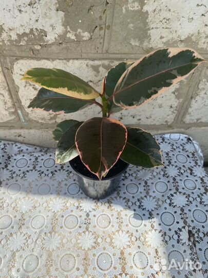 Фикус каучуконосный эластика