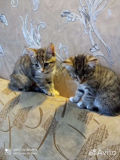 Отдам котят