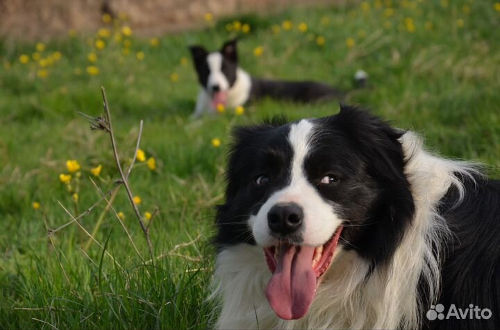 Пастух для вашей фермы бордер колли