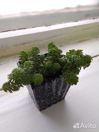 Суккуленты