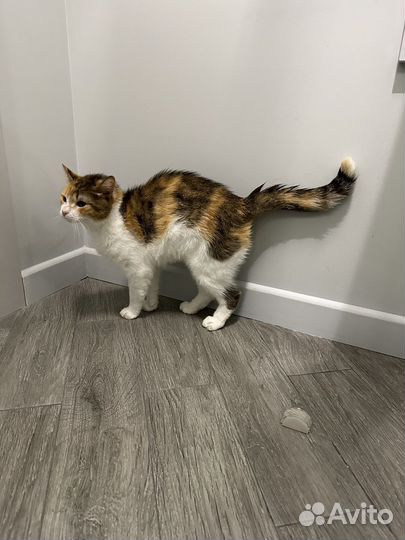 Кошка Николь в добрые руки