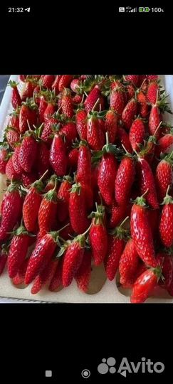 Клубника. Рассада сорт купчиха