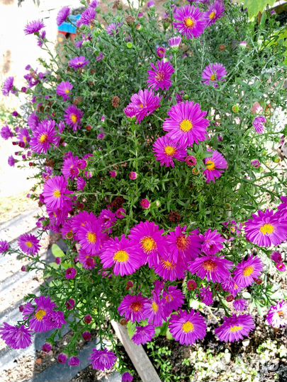 Астра многолетняя