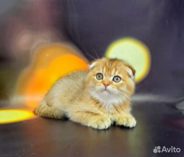 Супер котята золотого окраса