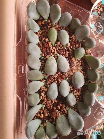 Суккулент Пахифитум