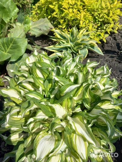 Хоста растение