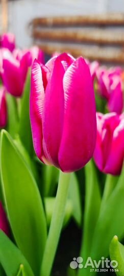 Тюльпаны оптом предзаказ к 8 марта