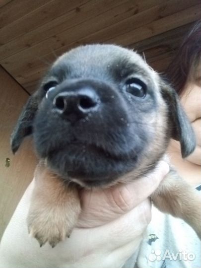 Собака в добрые руки