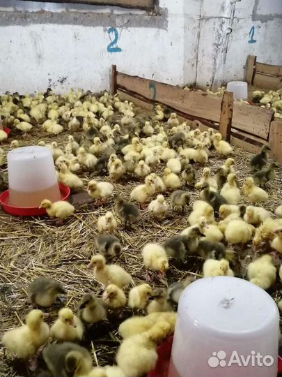 Инкубационное яйцо гусей. Гусята