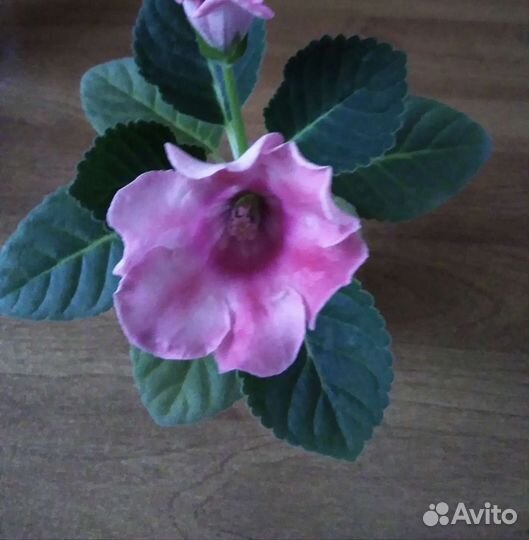 Глоксиния, цветы