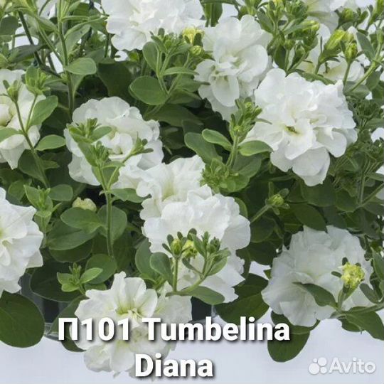 Петуния вегетативная часть 1