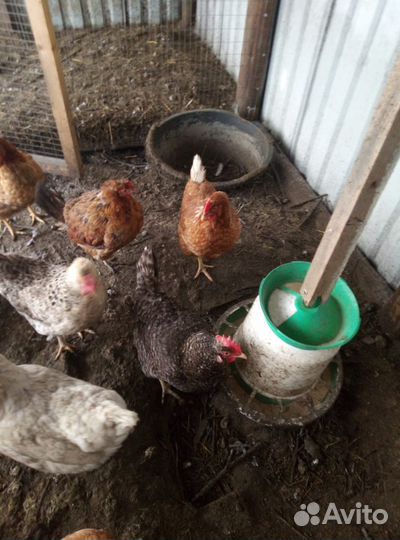 Петух породы Ломан браун Доминант