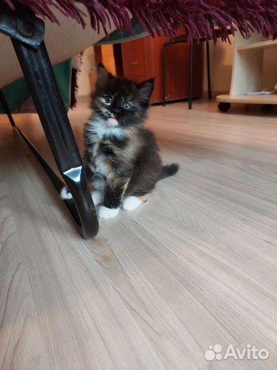 Кошка в дар