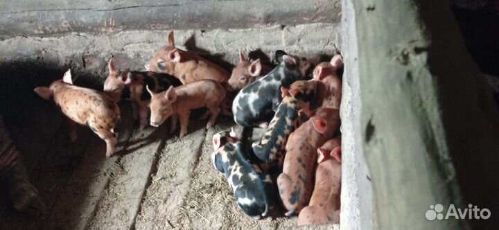 Продам поросят
