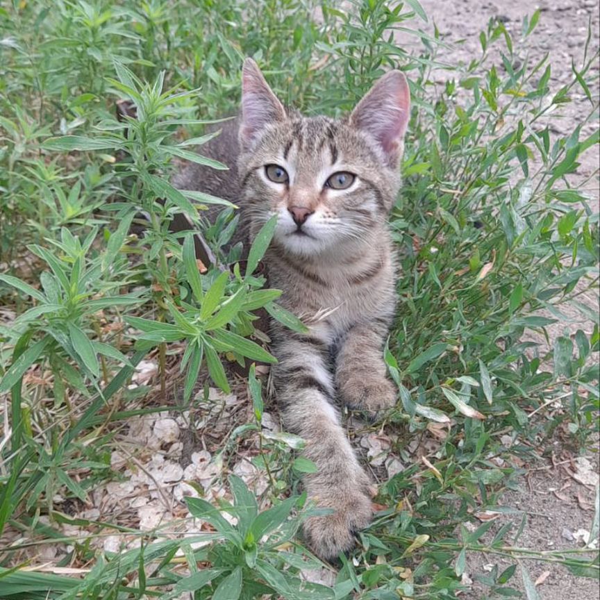 Котят подбросили в церковь, ищем дом мальчику