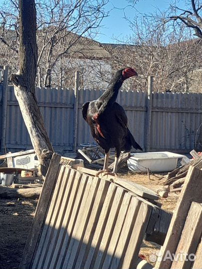 Бойцовые куры с цыпля.индо утки