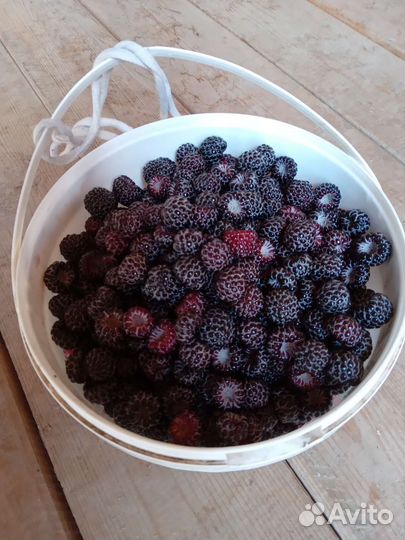 Саженцы черной малины (ежемалины, ежевики)