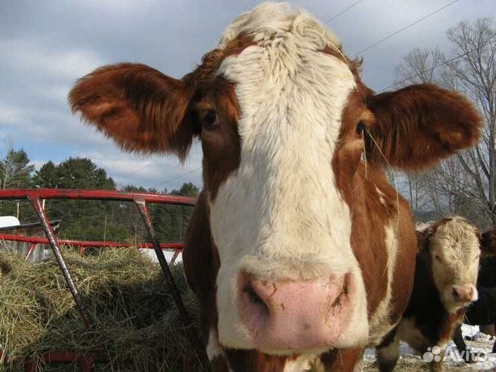 Коровий навоз