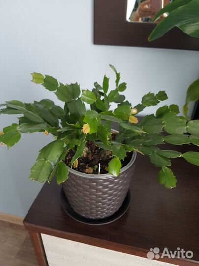 Кактус шлюмбергера