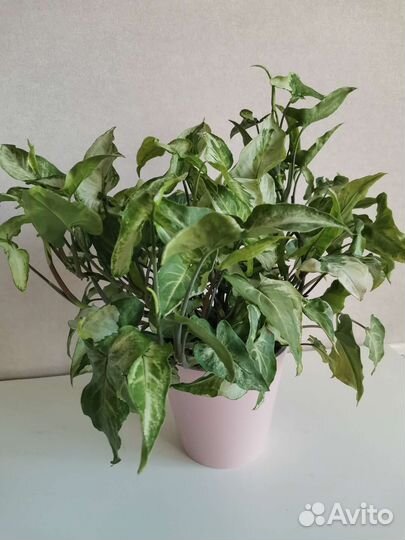 Сингониум Три Короля (Three Kings)