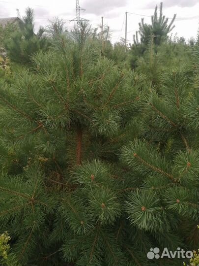 Сосна с комом земли