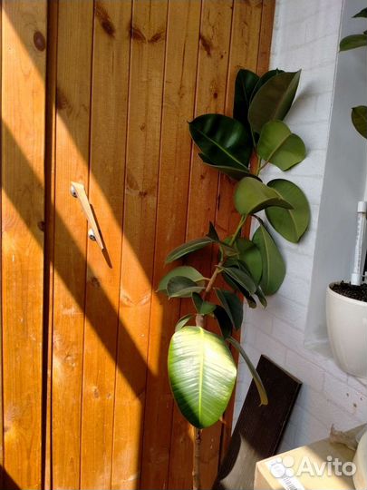 Фикус каучуконосный