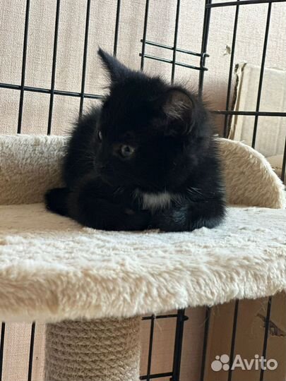 Котятки в добрые руки