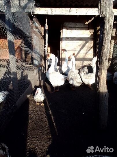 Продаётся тёлочки и гуси все вопросы по телефону