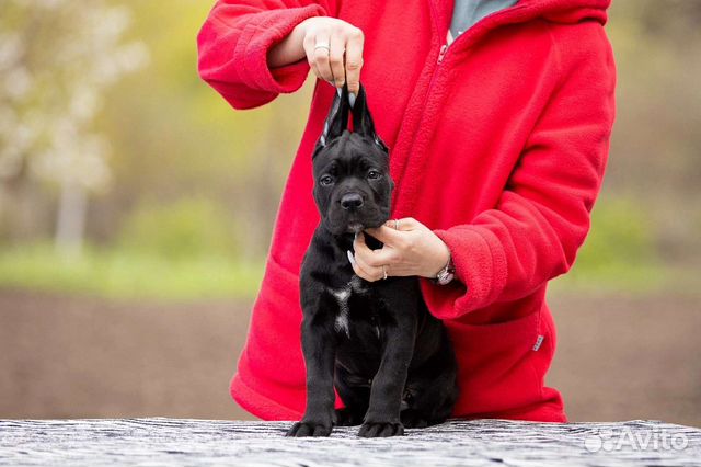 Детки Кане Корсо