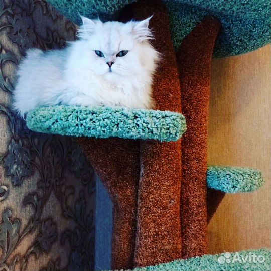 Кошки в добрые руки