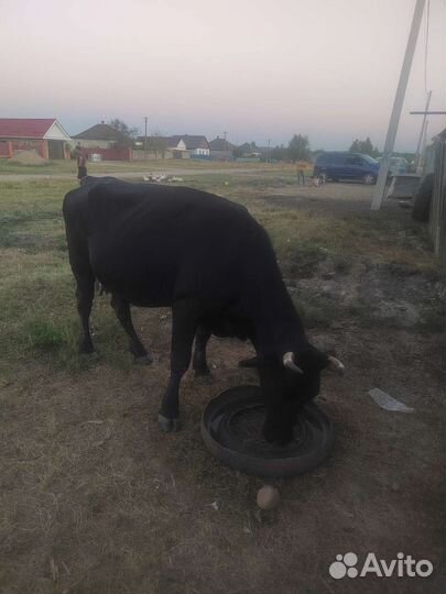 Корова дойная