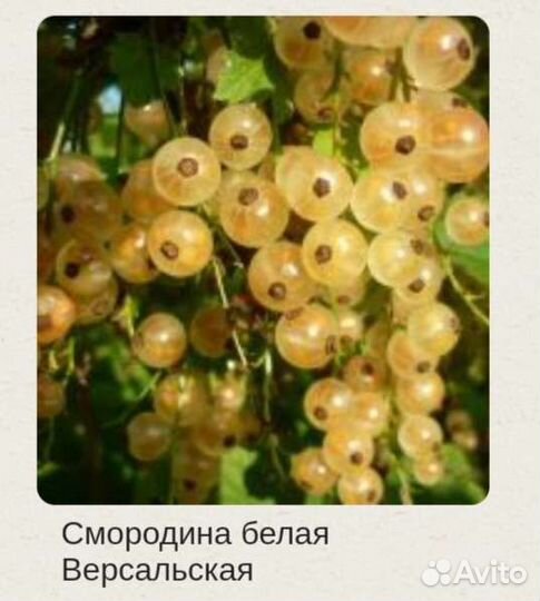 Садовые растения